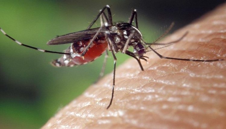 L'Argentine est en état d'alerte face à la menace d'une augmentation des cas de dengue